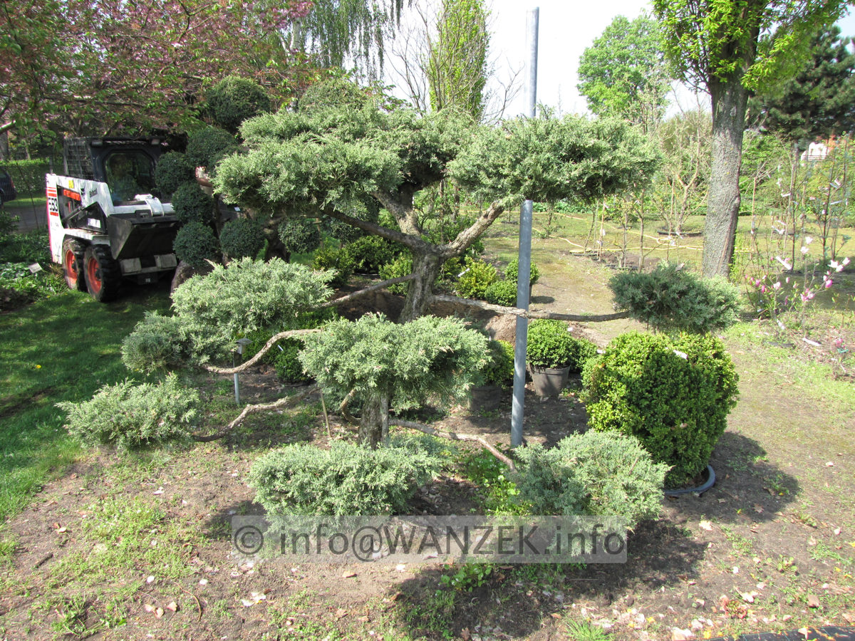 Juniperus virginiana Blue Mountain als Bonsai 2x4m-2.JPG